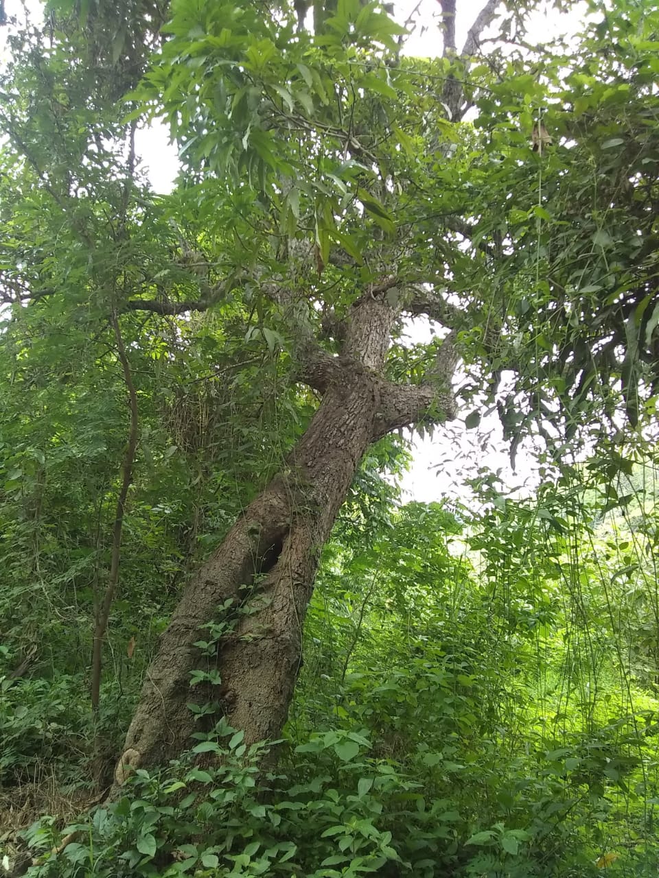 TERRENO CERCA DE PALMAREJO
